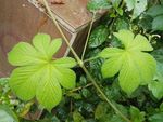 葎草
