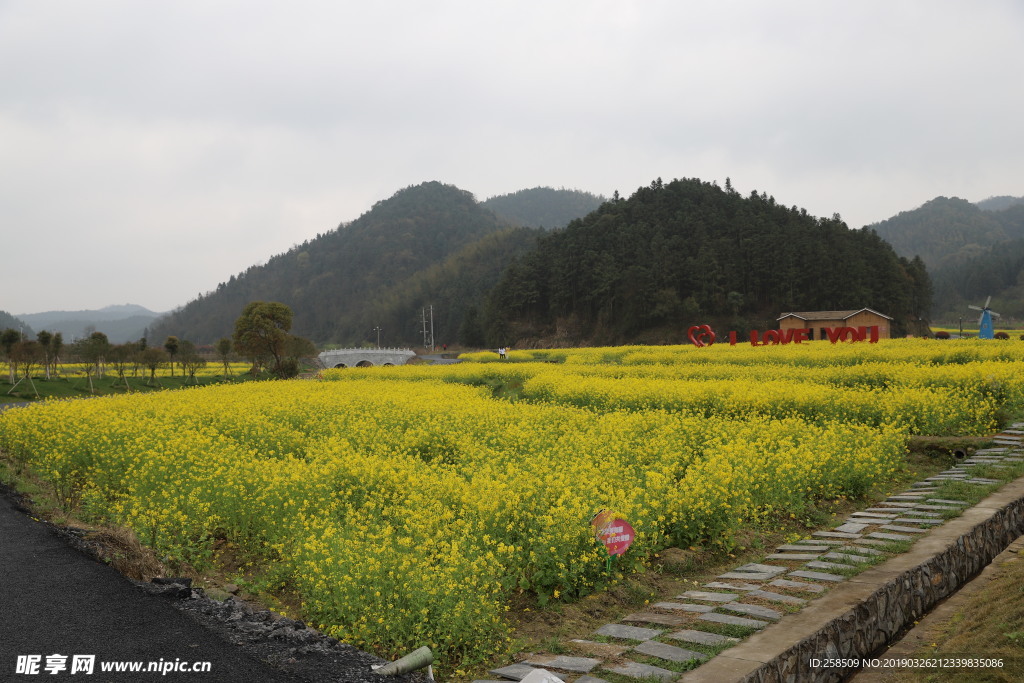 油菜花