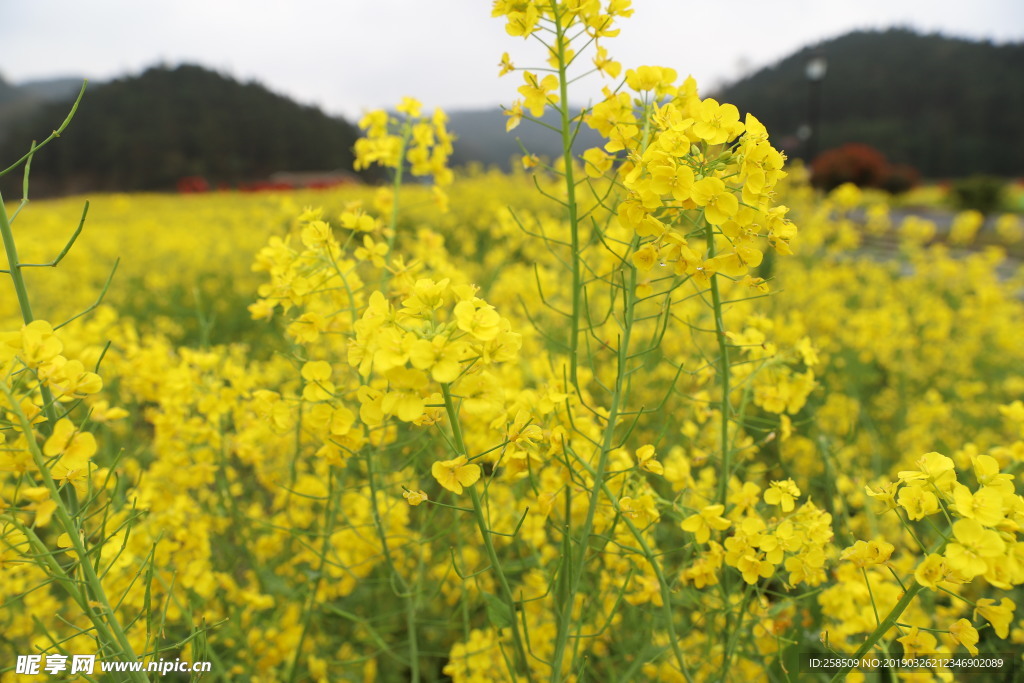 油菜花
