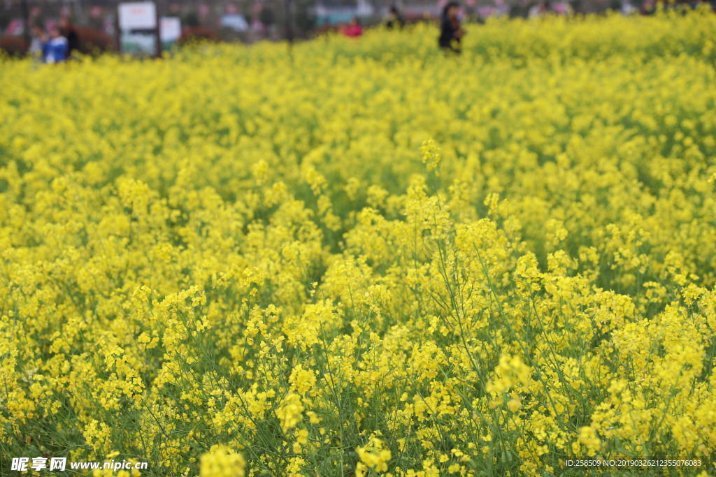 油菜花