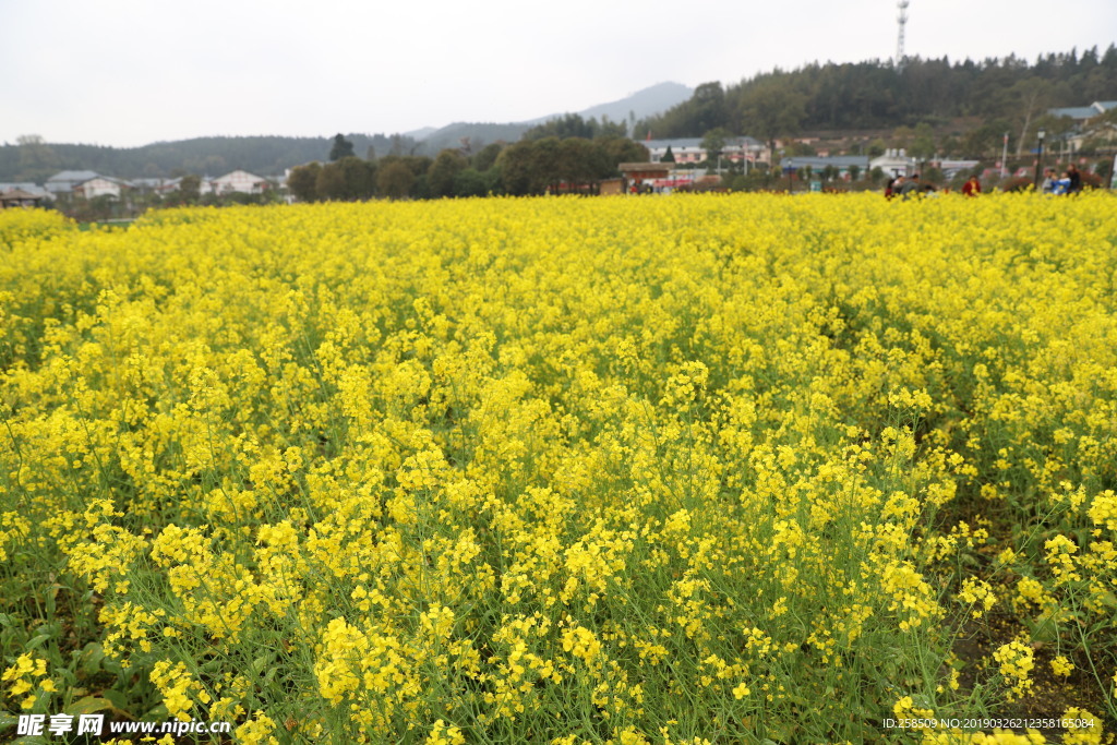 油菜花