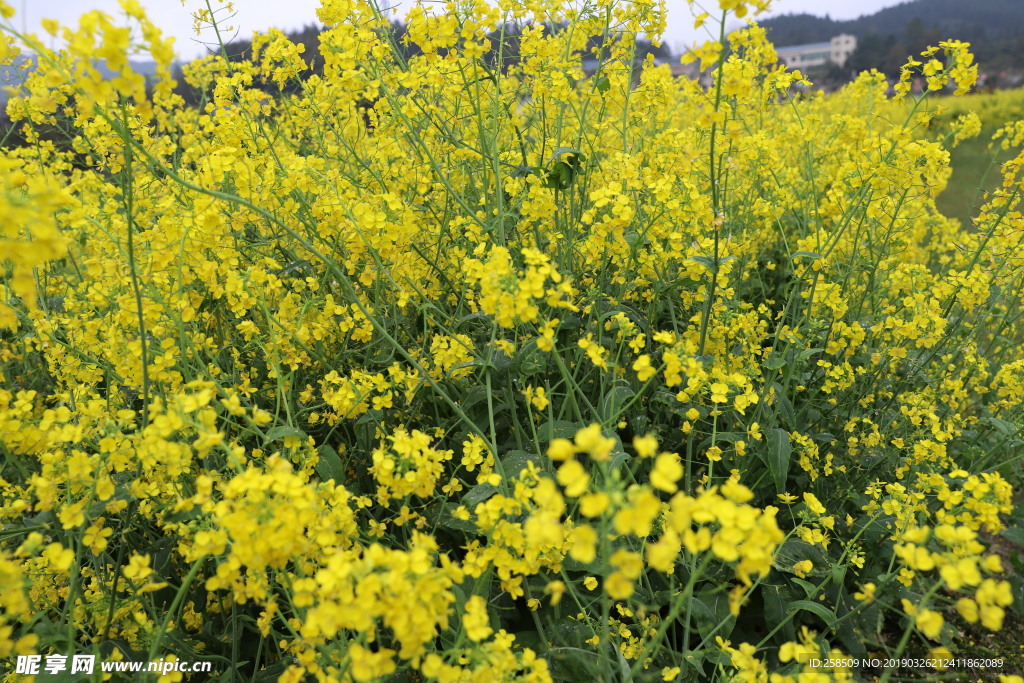 油菜花
