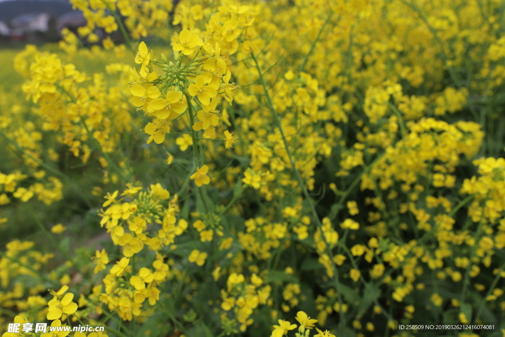 油菜花