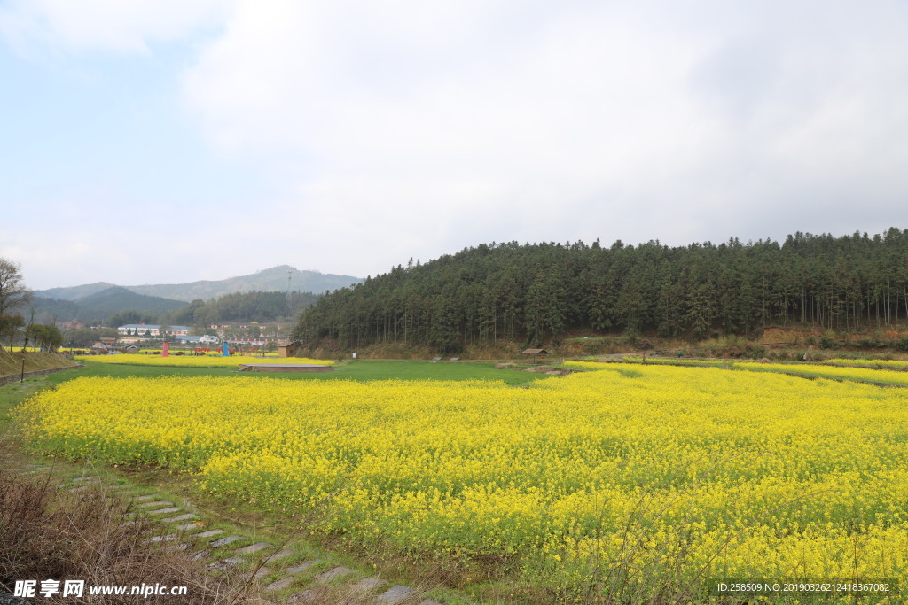 油菜花