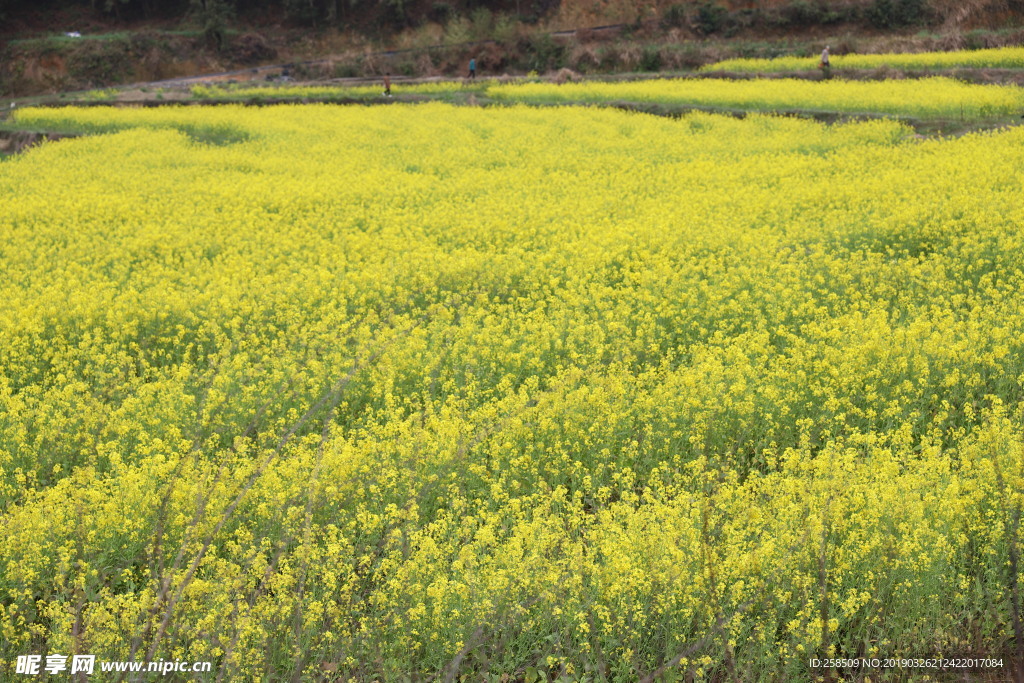 油菜花