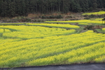 油菜花