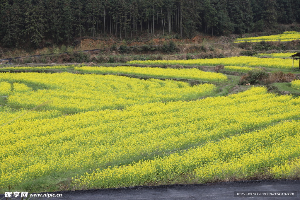 油菜花