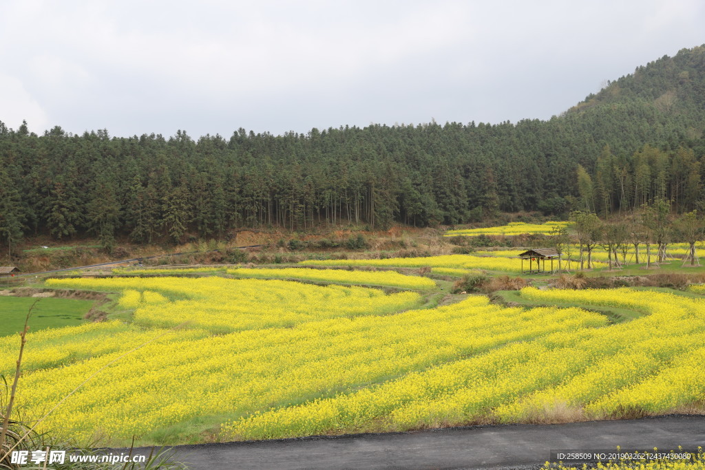 油菜花