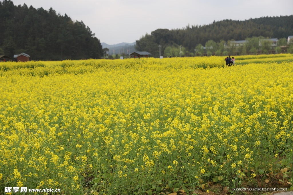 油菜花