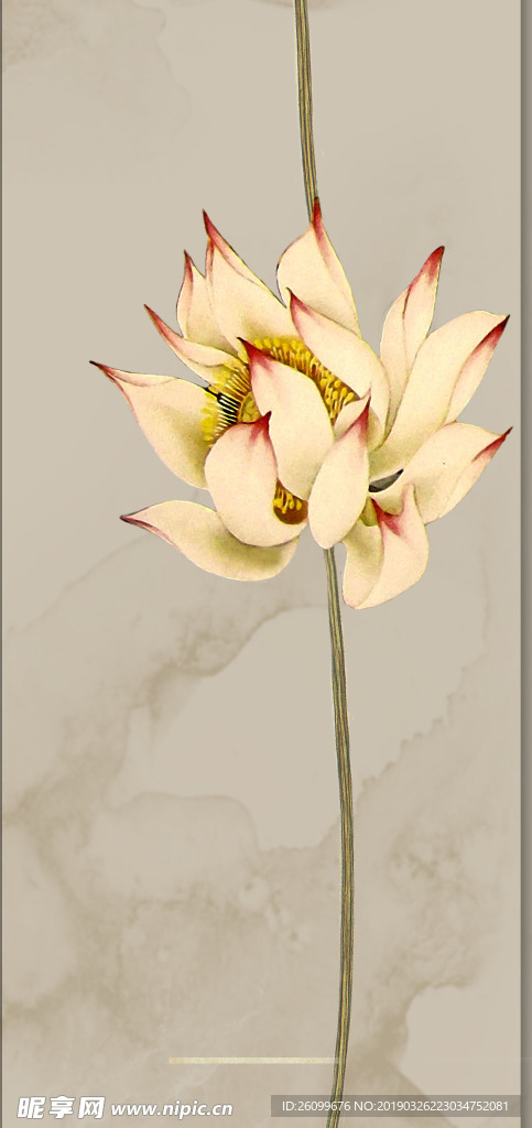 荷花