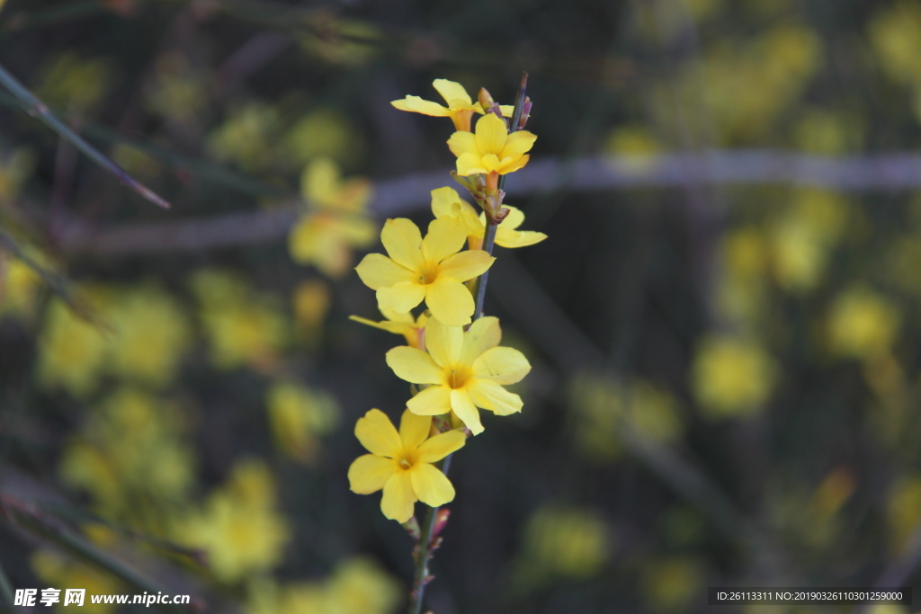 迎春花