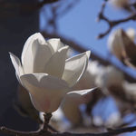 玉兰