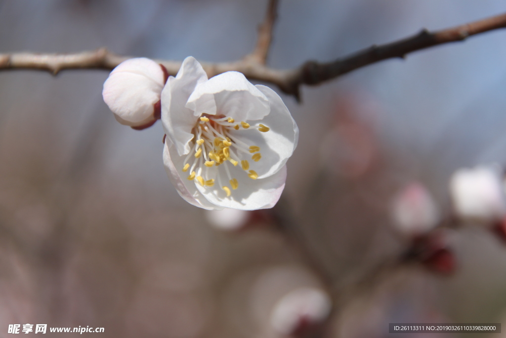 桃花