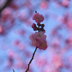 春天 蓝天 鲜花 花朵