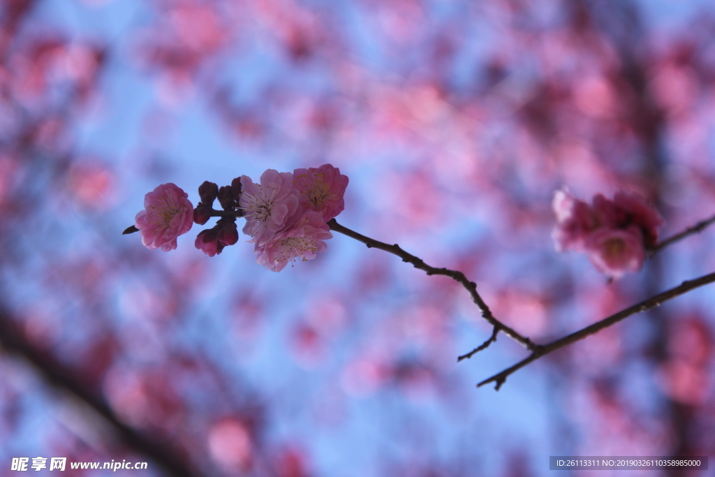 春天 蓝天 鲜花 花朵