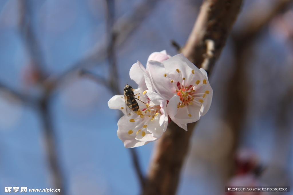 桃花