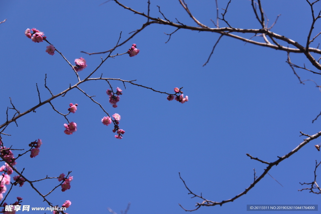 桃花