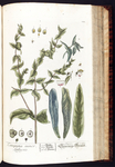 欧式美式手绘自然植物本草插画