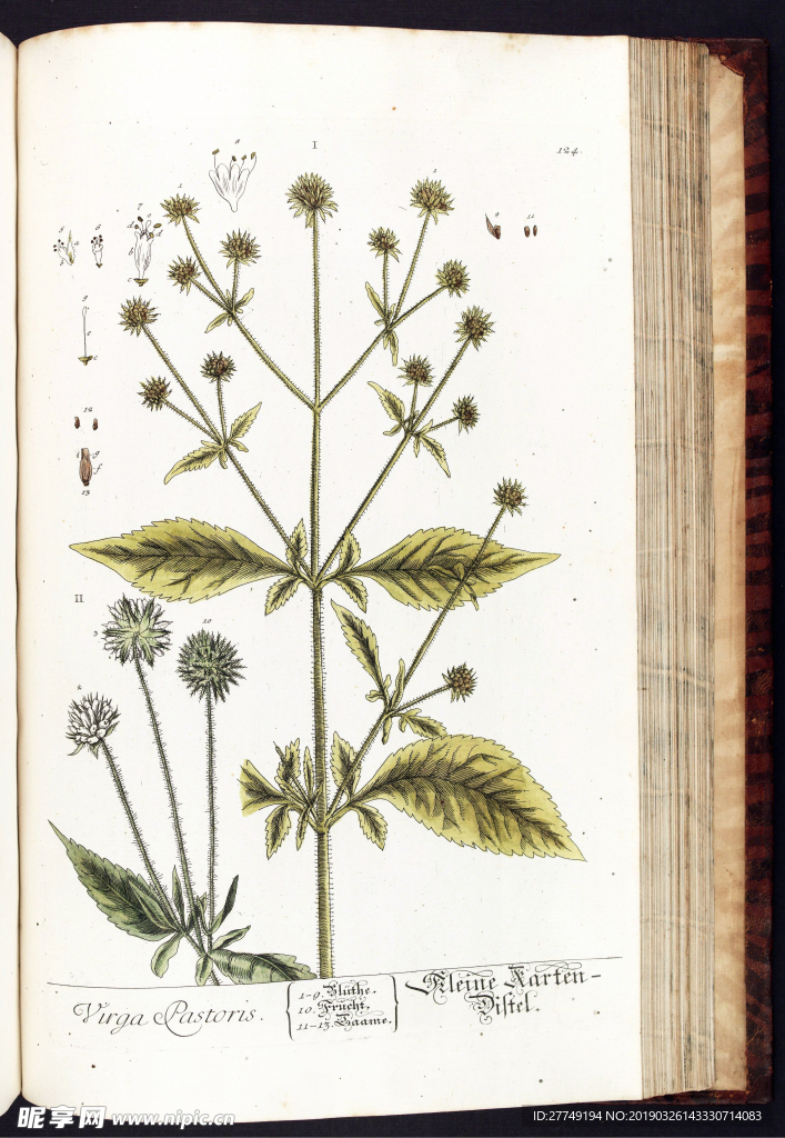 欧式美式手绘自然植物本草插画