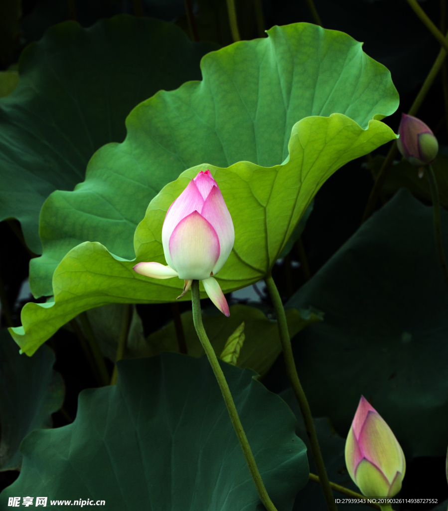 荷花