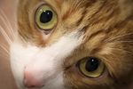猫特写