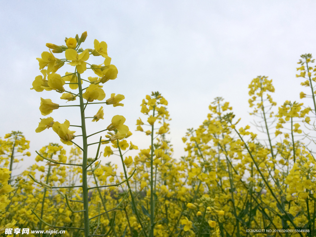 油菜花