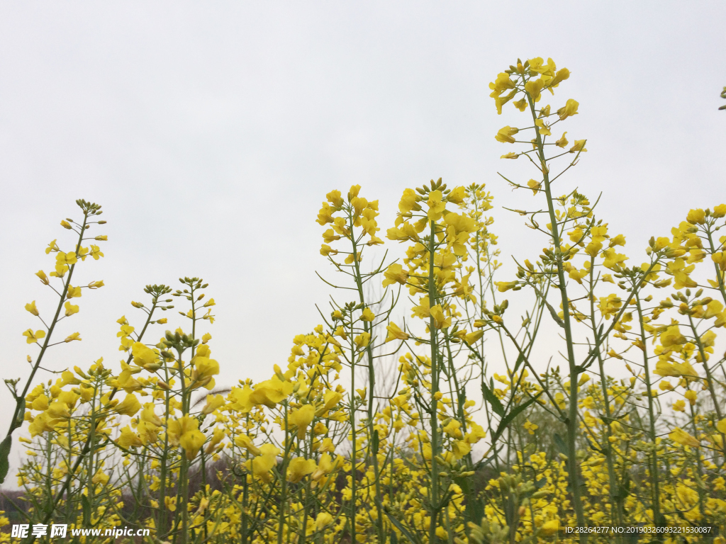 油菜花