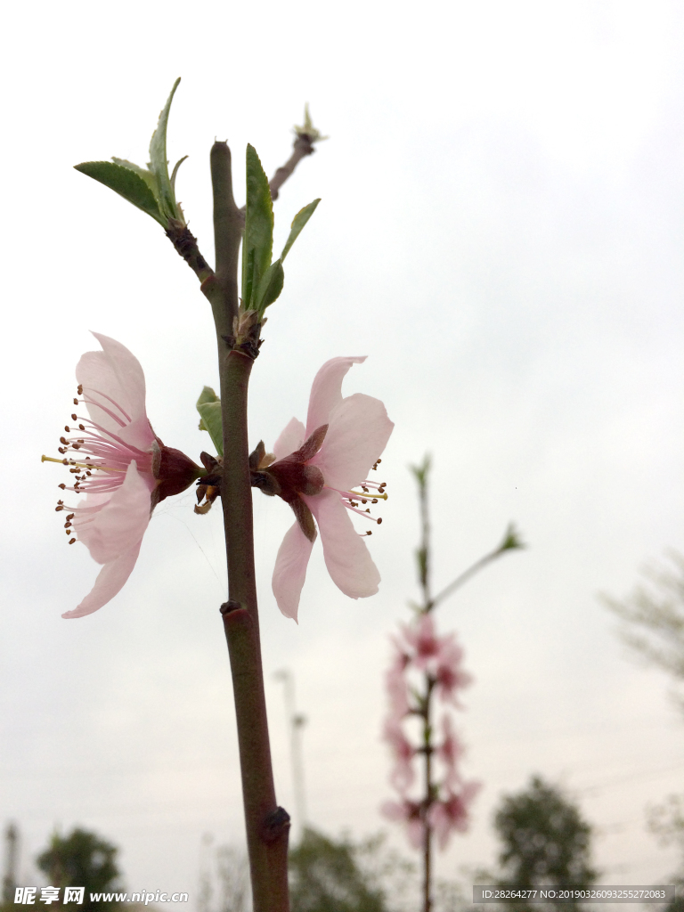 桃花