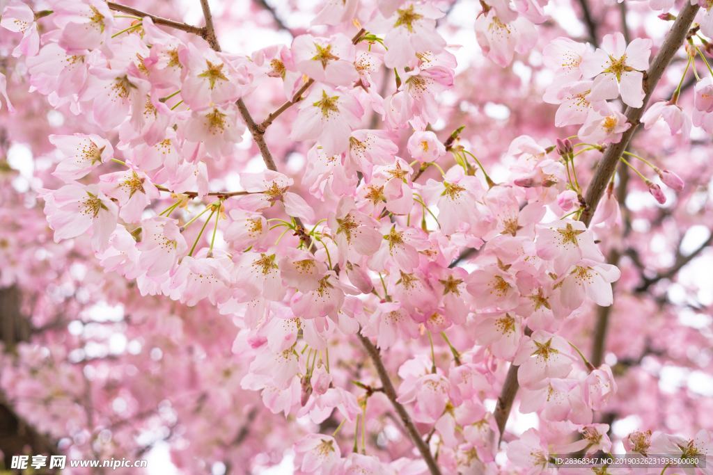 樱花
