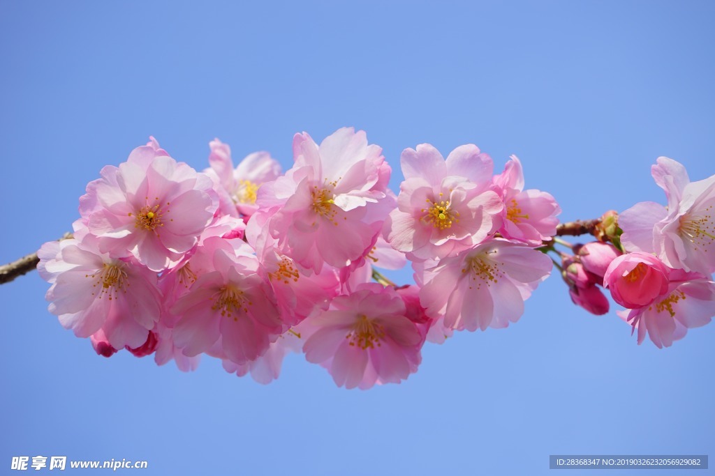 桃花特写