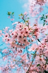 杏花