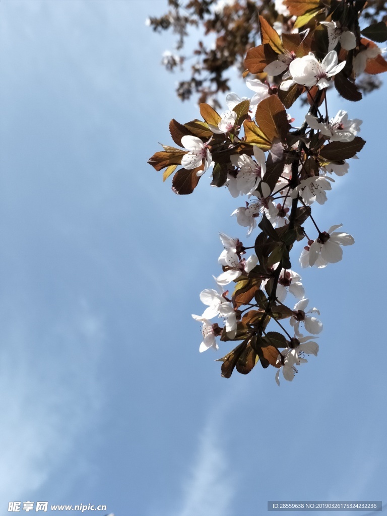 天空  花  树木   阳光