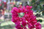 叶子花