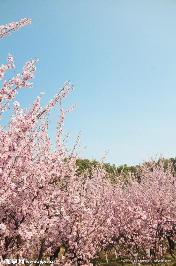 桃花梅花园林