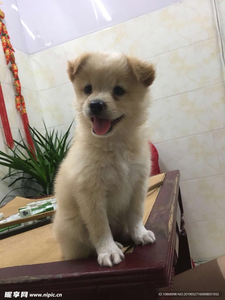 小狗