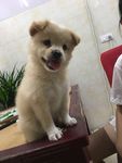 狗 小狗 幼崽 狗崽 萌狗