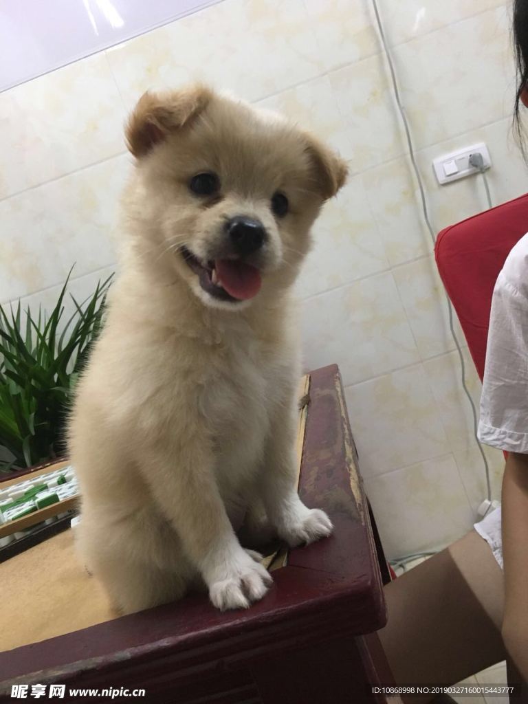 狗 小狗 幼崽 狗崽 萌狗