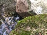 苔藓