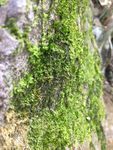 苔藓