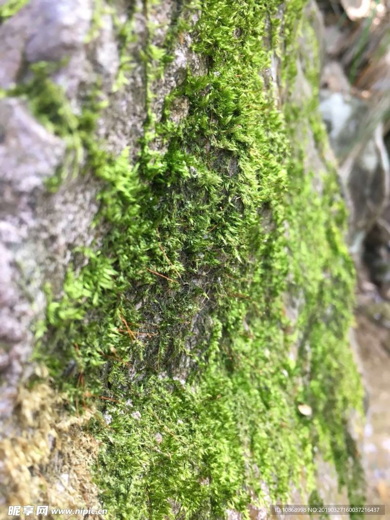 苔藓