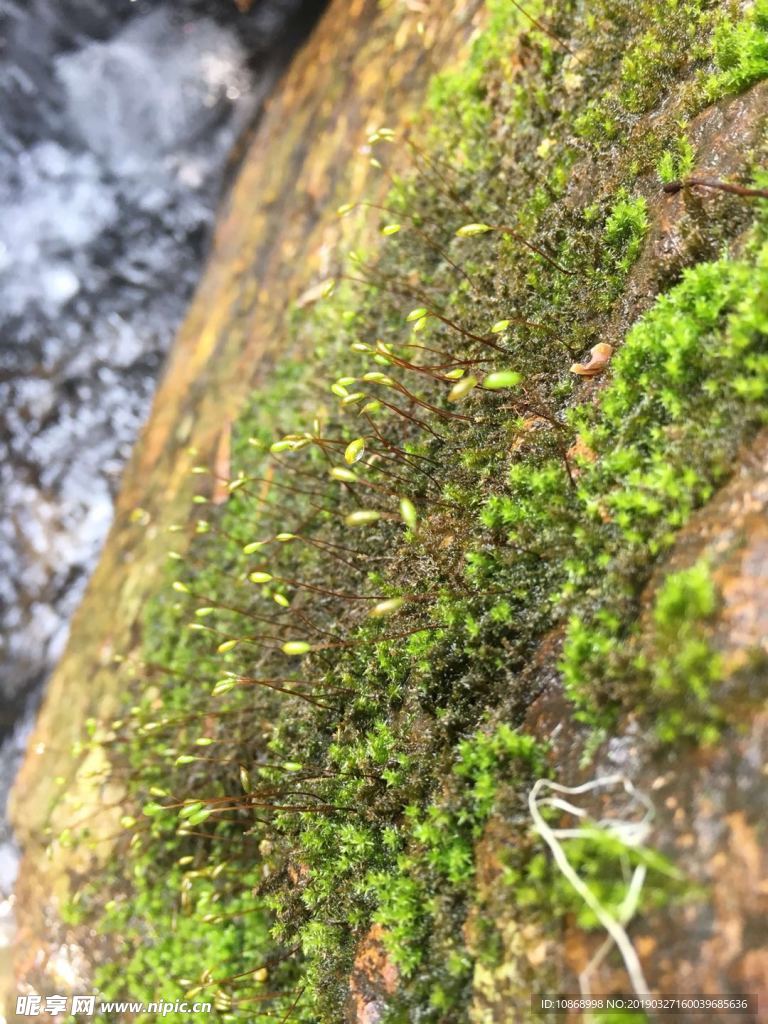 苔藓