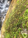 苔藓