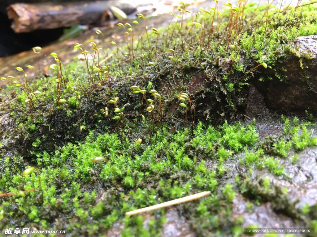 苔藓