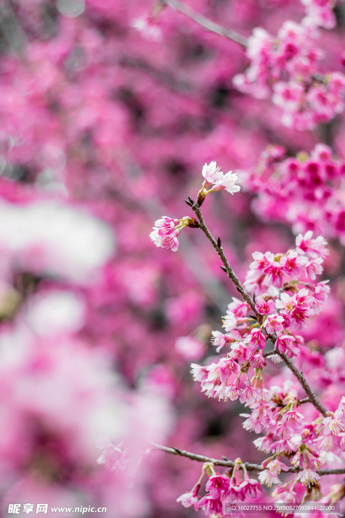 樱花