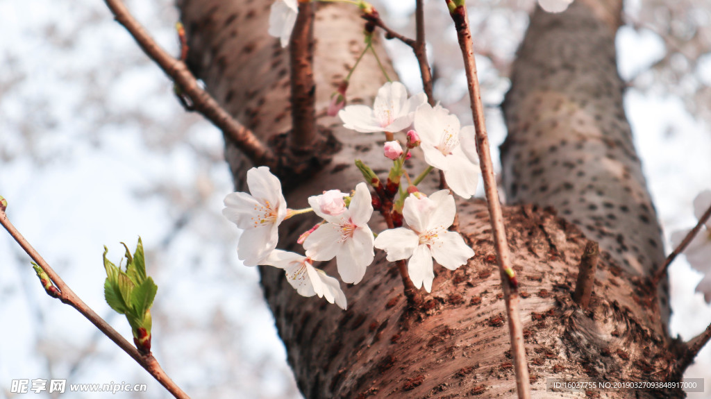 樱花