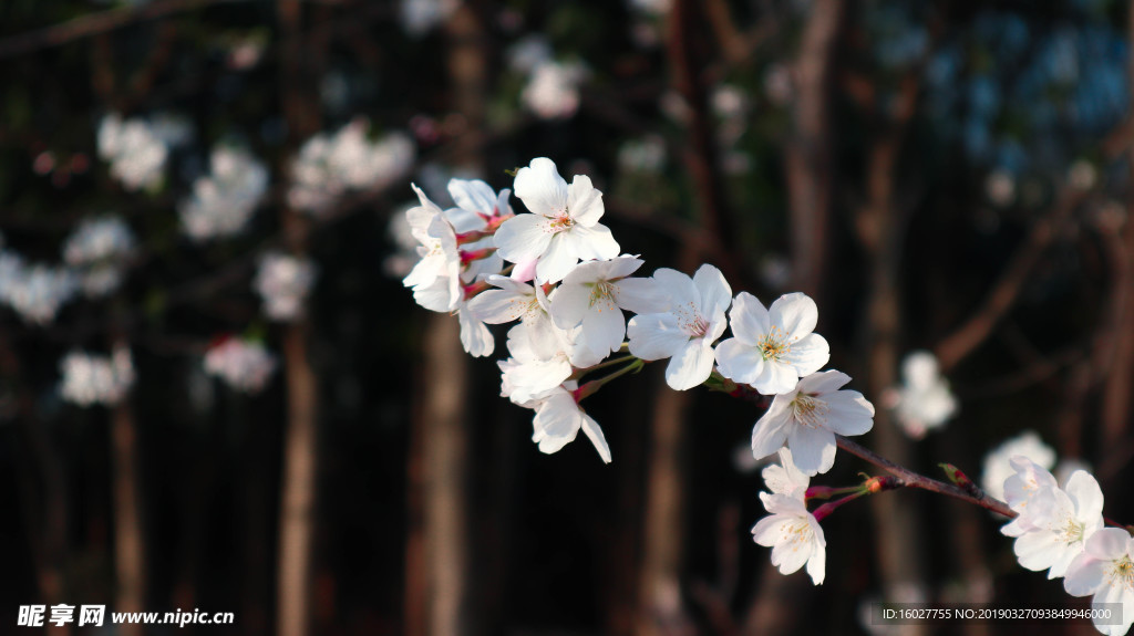 樱花