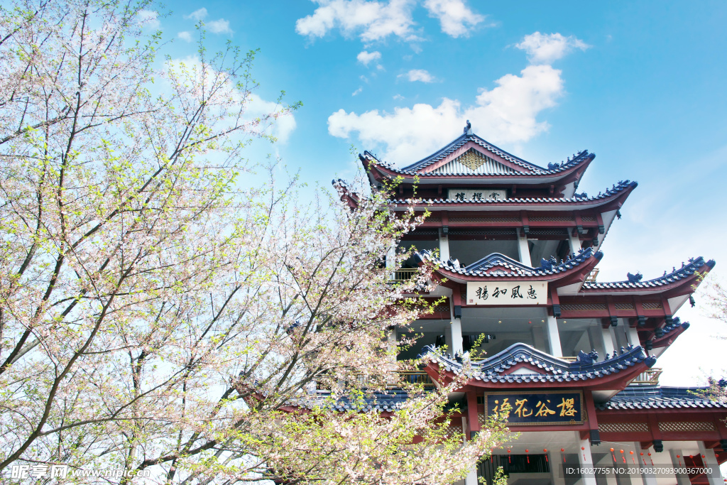 樱花