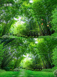 竹林梦幻美丽自然风景视频