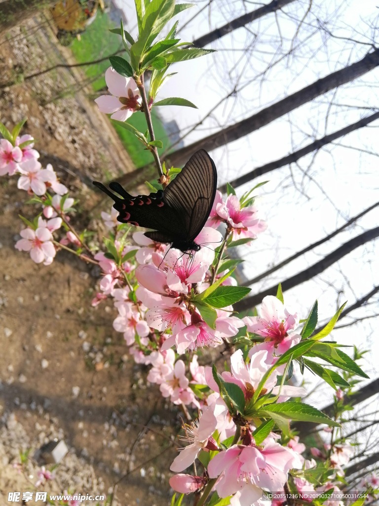 桃花  黑色蝴蝶  采蜜