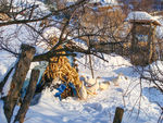 松岭雪村